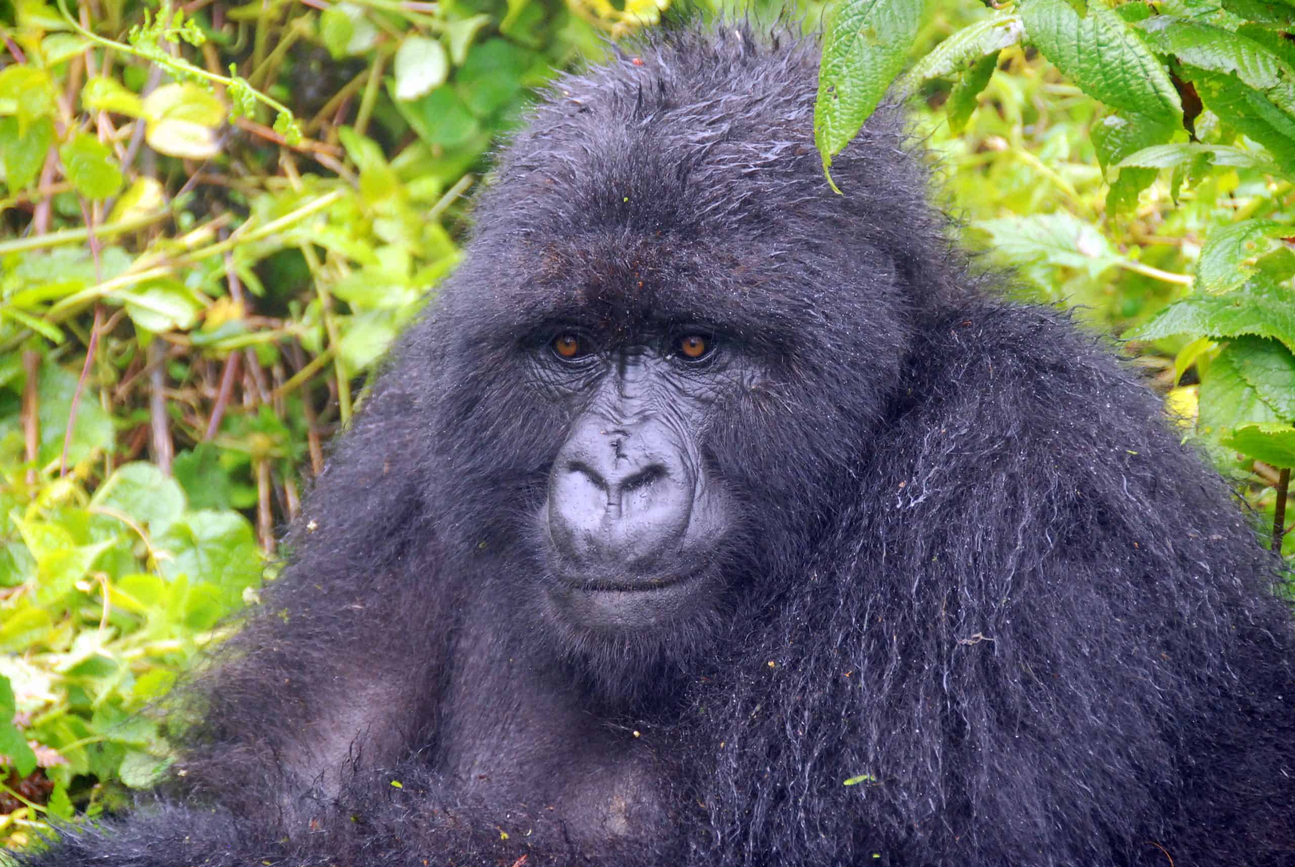 Gorilla