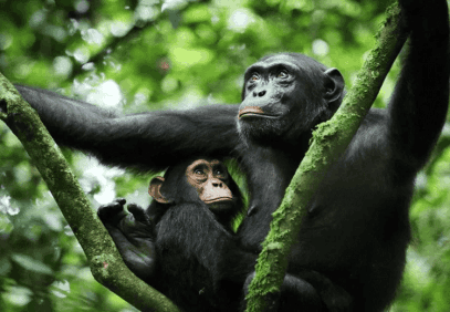 5-Day Uganda Primate & Wildlife Safari via Kigali