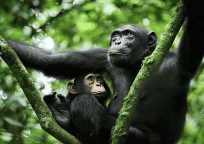 5-Day Uganda Primate & Wildlife Safari via Kigali