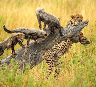 7-Day Best Big 5 Economical Safari