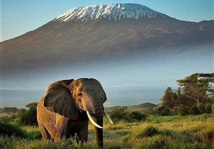 3 Days Jumbo Elephants Safari in Amboseli