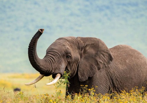 Elephant,exploring,ngorongoro,crater,,tanzania