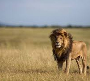 7-Day Big 5 Kenya Sopa Lodges Safari