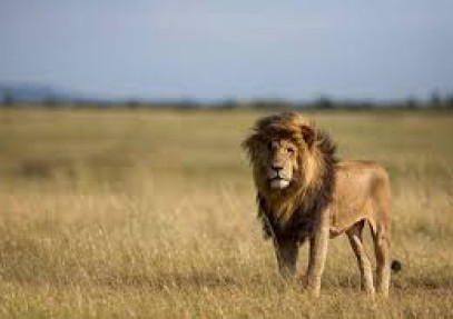 7-Day Big 5 Kenya Sopa Lodges Safari