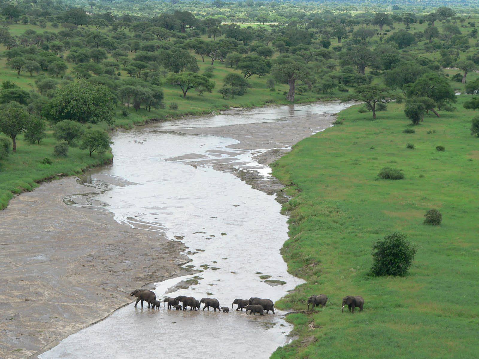 Tarangire National Park Elephants In Trangire River 42