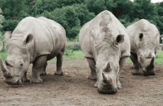 9-Day Uganda Primates and Wildlife Safari from Entebbe