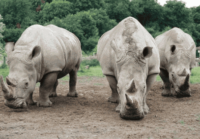 9-Day Uganda Primates and Wildlife Safari from Entebbe