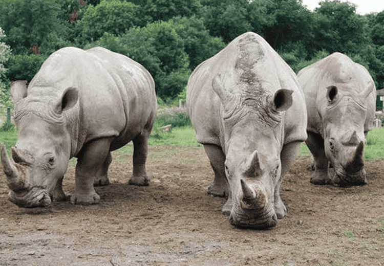 Ziwa Rhino