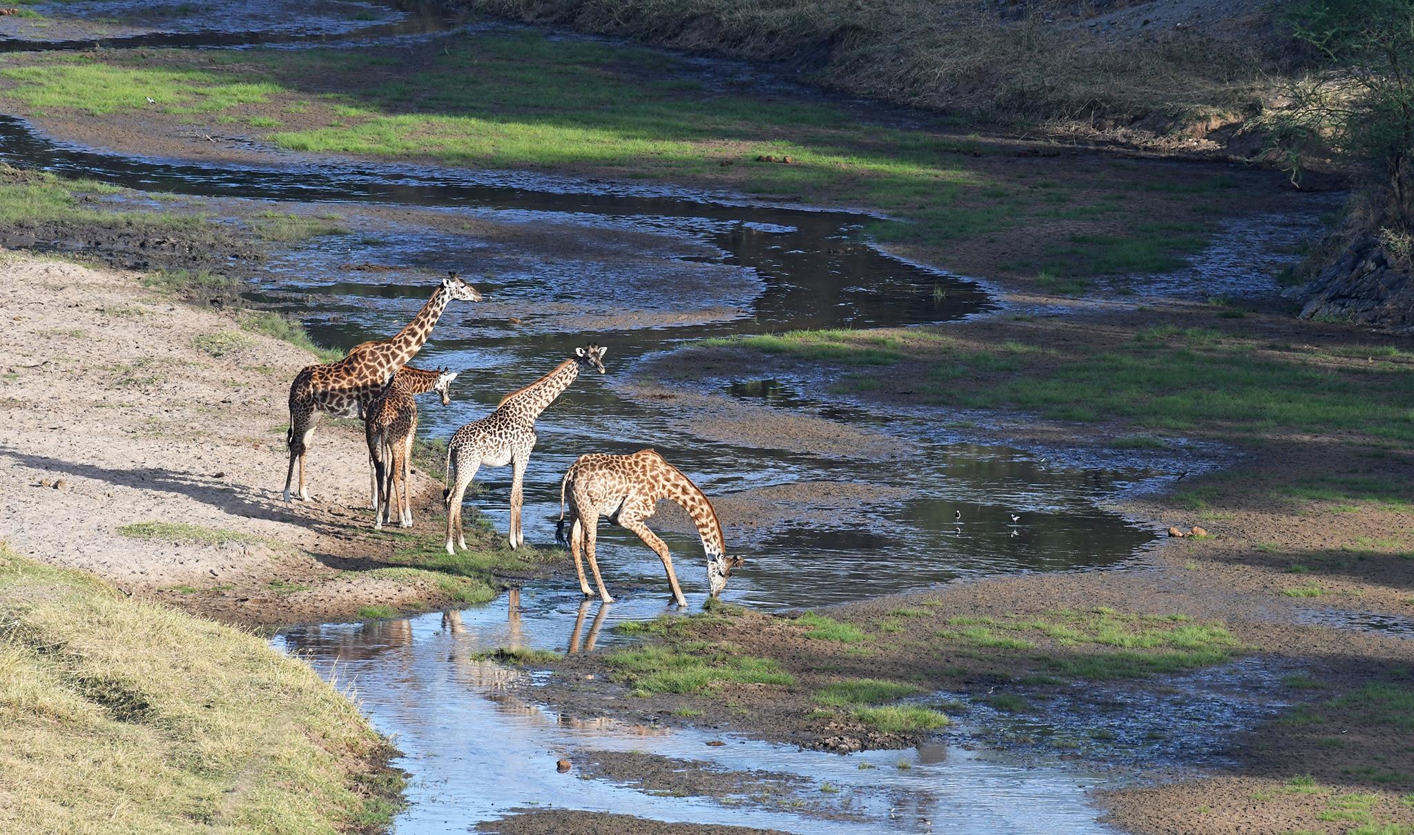 Best Time To Visit Tarangire National Park