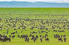 5-Day Serengeti & Ngorongoro Crater Safari