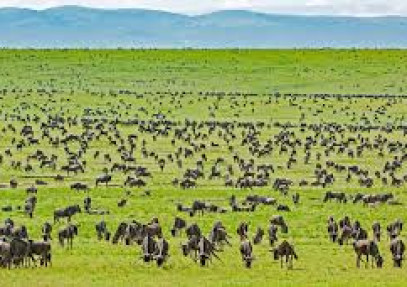 5-Day Serengeti & Ngorongoro Crater Safari