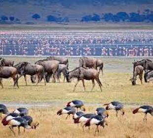 5-Day Northern Tanzania Safari