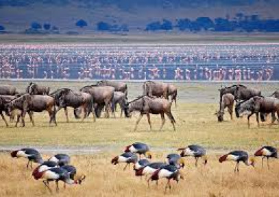 5-Day Northern Tanzania Safari