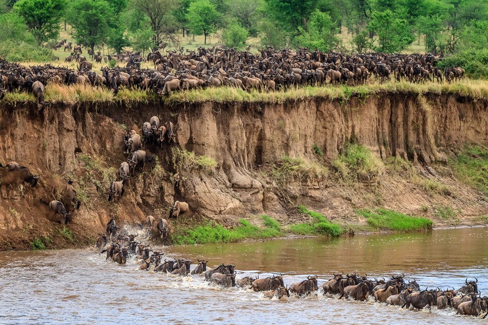 Wildebeest Migration