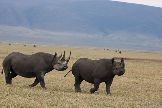 Rhino In Ngorongoro Crater
