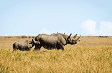 11-Day Kenya Samburu, Ol Pejeta, Nakuru, Maasai, Naivasha & Amboseli