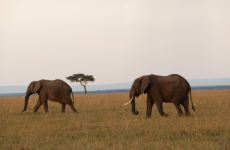 10 Days Wildlife and Beach Luxury Safari: From Savannah to Sea