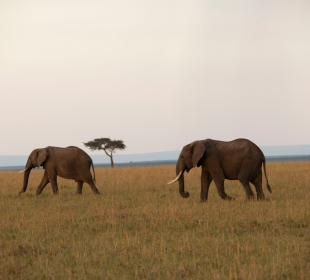 10 Days Wildlife and Beach Luxury Safari: From Savannah to Sea