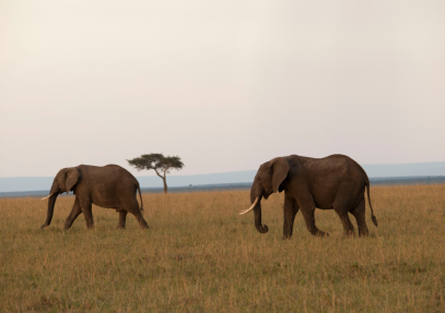 10 Days Wildlife and Beach Safari: From Savannah to Sea