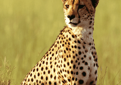 3 Days Masai Mara Safari