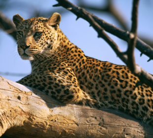 5 Days Lake Naivasha, Lake Nakuru and Masai Mara