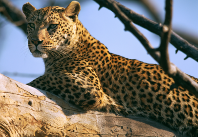 5 Days Lake Naivasha, Lake Nakuru and Masai Mara