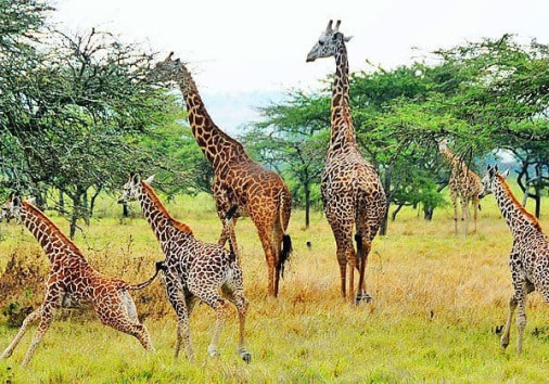 Akagera National Park