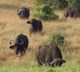 3-Day Amboseli Budget Shared Safari