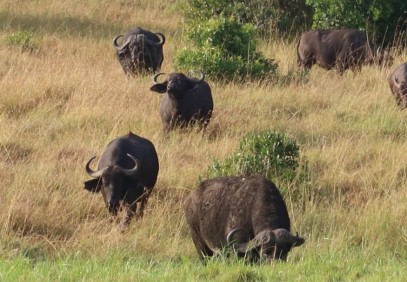 3-Day Amboseli Budget Shared Safari