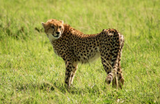 6-Day Tsavo Roaring Rocks Budget Safari