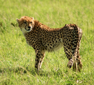 6-Day Tsavo Roaring Rocks Budget Safari
