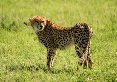 6-Day Tsavo Roaring Rocks Budget Safari