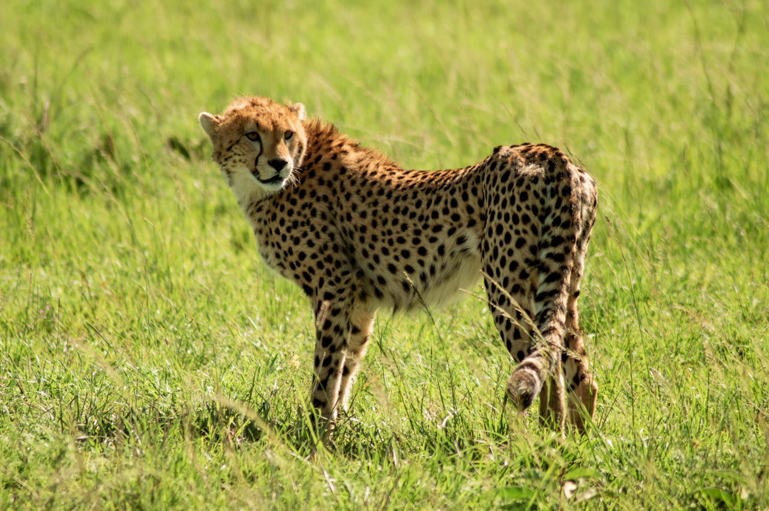 6-Day Tsavo Roaring Rocks Budget Safari