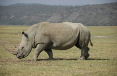 5 Days Sweetwaters, Rift Valley and Masai Mara