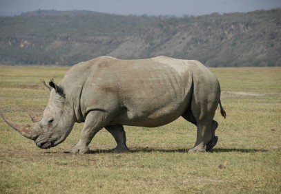 5 Days Sweetwaters, Rift Valley and Masai Mara