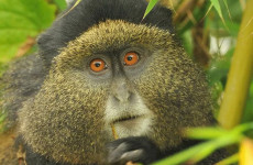 7-Day Rwanda Primates and Wildlife Safari