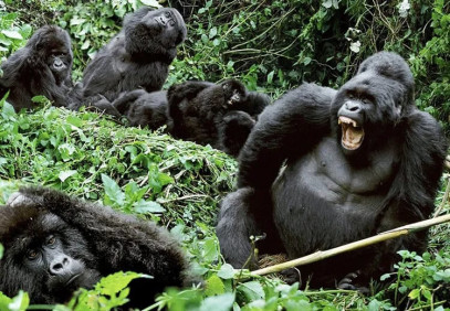 3-Day Uganda Gorilla Habituation Tour