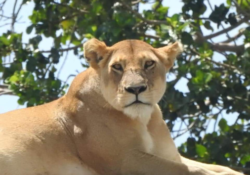 Powerful Lioness