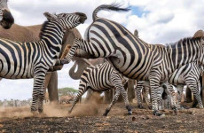 5-Day Big Five Safari: Essence of Tanzania