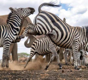 5-Day Big Five Safari: Essence of Tanzania