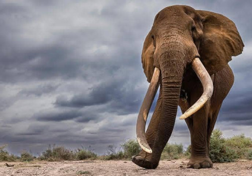 Elephant big five