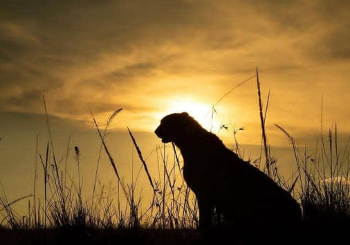 Sunset in Serengeti