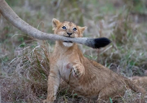 Lioness Care: Lionesses often give birth to litters of two to six cubs