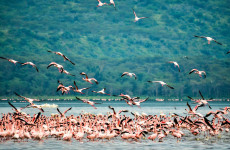 4-Day Adventure Wonders: Masai Mara and Lake Nakuru