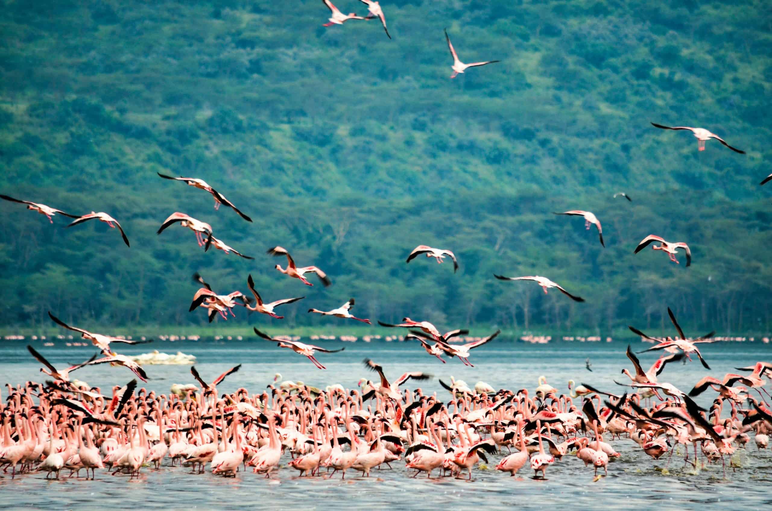 4-Day Adventure Wonders: Masai Mara and Lake Nakuru