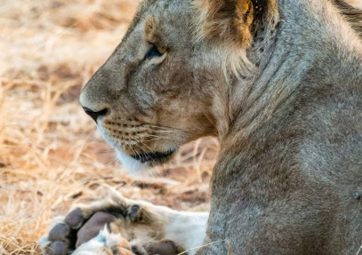 4-Day Wilderness Wonders: Masai Mara & Lake Nakuru