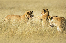 3-Day Wilderness Escape: Private Masai Mara Safari