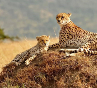 4-Day Lake Naivasha & Masai Mara Mid Range Tour