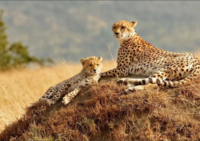 4-Day Lake Naivasha & Masai Mara Mid Range Tour