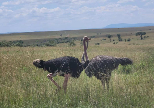 Ostrich